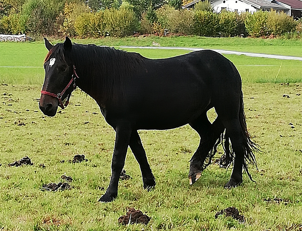 Nelli image